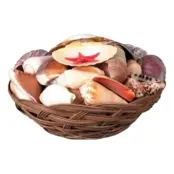 Snäckkorg
