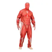 Anatomi Maskeraddräkt - Large