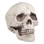 Döskalle med Rörlig Käke Prop