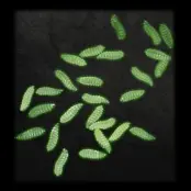 Zombielarver Halloweendekoration