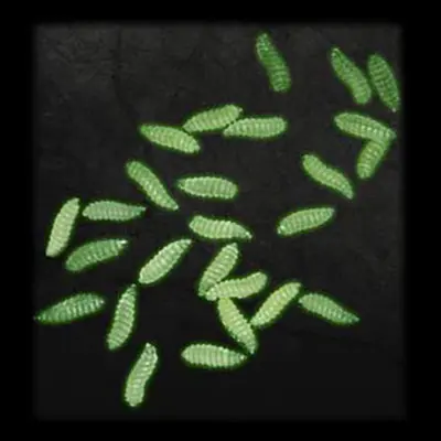 Zombielarver Halloweendekoration